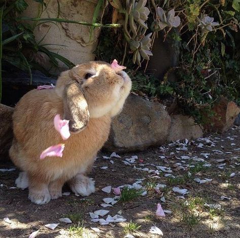 Rabbits come in lots of different shapes and sizes, but we prefer the ones that are cute, soft, and have twitchy noses. Oh, wait, that's all of them. Different Shapes, Rabbits, Twitter, Pink, White