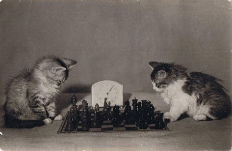 Soviet Visuals on Twitter: "Soviet postcard, 1955… " Pets Photos, Cats Playing, Playing Chess, Propaganda Art, Vintage Cats, Kittens Playing, Old Cats, Vintage Soviet, Cat Playing