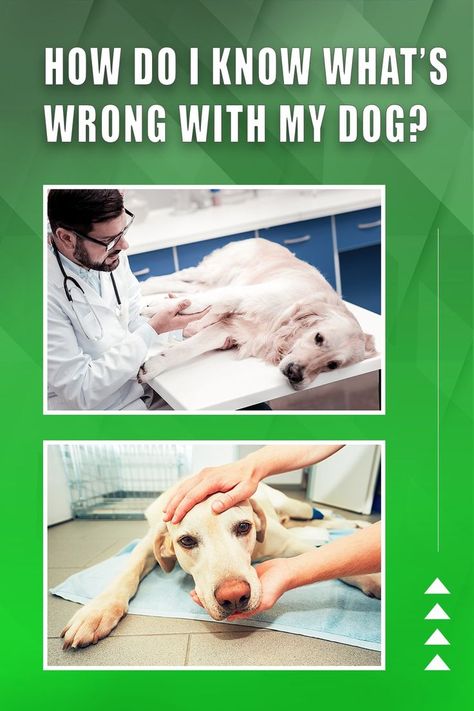 How Do I Know What'S Wrong With My Dog? Sick Dog Symptoms, Dog Throwing Up, Not Feeling Well, Sick Dog, Feeling Well, Dog Nutrition, Most Asked Questions, Dog Facts, Whats Wrong