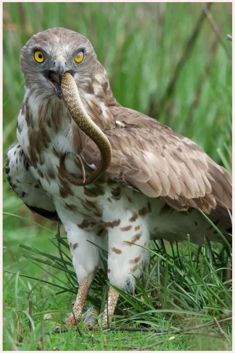 Do Eagles Eat Snakes? Types Of Eagles, Garter Snake, Prairie Dog, Live Animals, Mountain Lion, Bird Drawings, Birds Of Prey, Small Birds, Large Animals