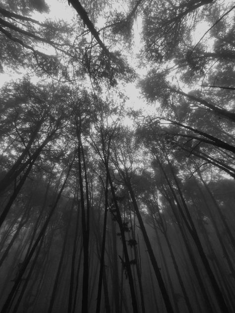 Kodiakanal Pine forest Kodaikanal Aesthetic, Folklore Fall, Taylor Swift Wallpaper Folklore, Forest Folklore, Taylor Swift Vibes, Folklore Forest, Folklore Aesthetic, Court Of Mist And Fury, Swift Aesthetic