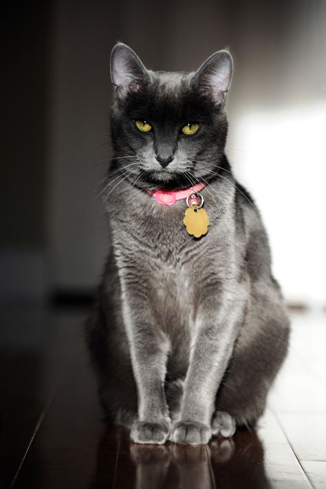 Korat Cat, Domesticated Animals, Heart Animals, Serious Cat, Cat Boy, Cat Language, Korat, Bad Cats, Funny Cats And Dogs