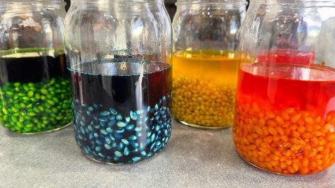 How to Dye Popcorn Kernels How To Dye Popcorn Kernels, Colored Popcorn Kernels, Dyed Popcorn, Kids Science Experiment, Popcorn Oil, Children Library, Colored Popcorn, Candles Cake, Popcorn Balls