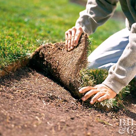 Garden Ideas With Logs, How To Lay Turf, Sod Installation, Lawn Turf, Front Yards Curb Appeal, Diy Herb Garden, Florida Gardening, Herb Garden Design, Lawn Care Tips