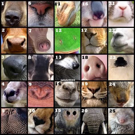 animal noses Animal Noses Printable, Animal Senses Activities, Farm Animals Preschool, Science Quiz, Animal Noses, Animal Life Cycles, Animal Quiz, Senses Activities, Animal Adaptations