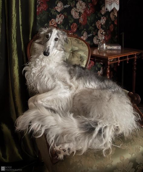 Dog Lying Down, Russian Wolfhound, Borzoi Dog, Pictures Of Dogs, Pretty Dogs, Pretty Animals, Silly Dogs, Silly Animals, Zoology