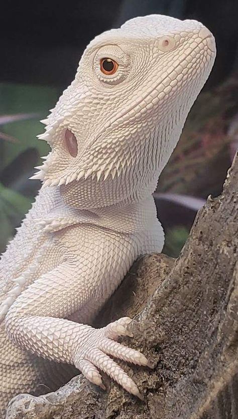 Baby Bearded Dragon, Bearded Dragon Cute, Cute Lizard, Albino Animals, Cute Reptiles, Young Animal, Reptiles Pet, Pretty Animals, Reptiles And Amphibians