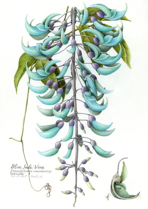 Jade Vine, Vine Drawing, Picture Quilts, Fantastic Beasts And Where, Unusual Flowers, Botanical Drawings, Watercolor Drawing, Botanical Flowers, Botanical Illustration