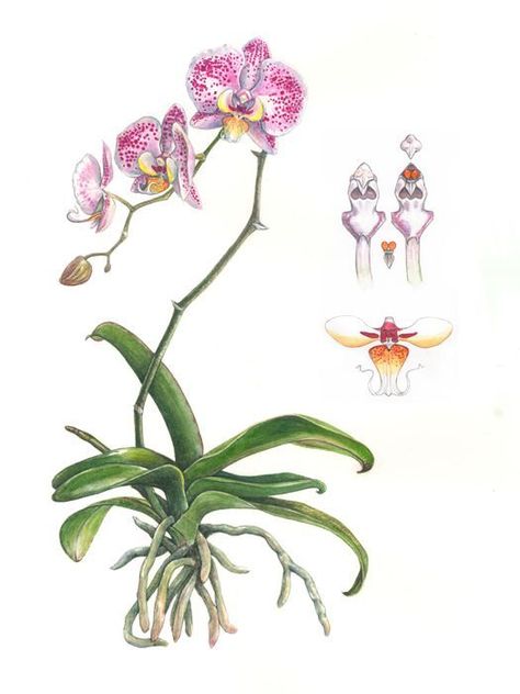 Orchid Diagram, Orchid Botanical Illustration, Phaleonopsis Orchids, Roots Drawing, Fruit Paintings, Orchid Illustration, Orchid Drawing, Tulip Drawing, Scientific Drawing