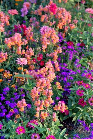 Purple And Orange Flowers Garden, Purple Orange Garden, Annual Flower Combinations, Zinnia Gardens, Purple Annuals, Red Flower Garden, Purple Flower Garden, Orange And Purple Flowers, Sunset Garden