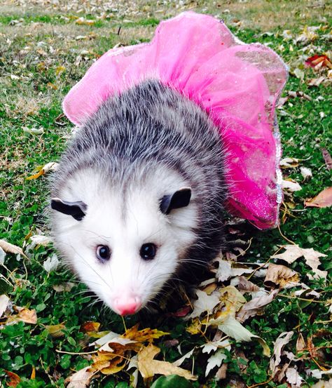 Still looks cute in a pink tutu Forbidden Cats, Pink Raccoon, Cute Possum, Cute Opossum, Baby Possum, Awesome Possum, Cute Rats, Beautiful Plants, Trash Panda