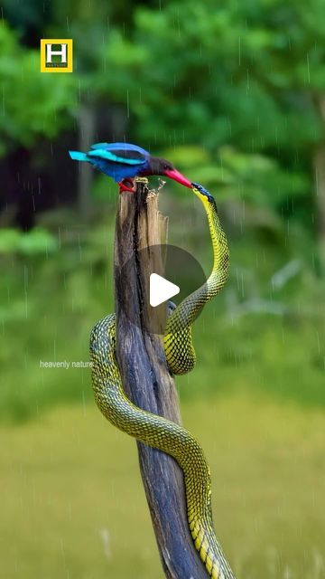 ❤️love the nature❤️ on Instagram: "The snake 🐍 tries to attack kingfisher 
.
.
.
#reels #instagram #instareels #reelsvideo" Love The Nature, Animal Attack, Kids Dress Wear, Reels Instagram, September 19, The Snake, The Nature, Kingfisher, Kids Dress