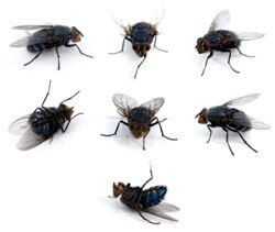 How do flies spread disease? Get Rid Of Flies, Trout Bait, Fly Repellant, Fly Traps, Bug Repellent, Homestead Survival, Pest Control, Ants, Vintage Designs