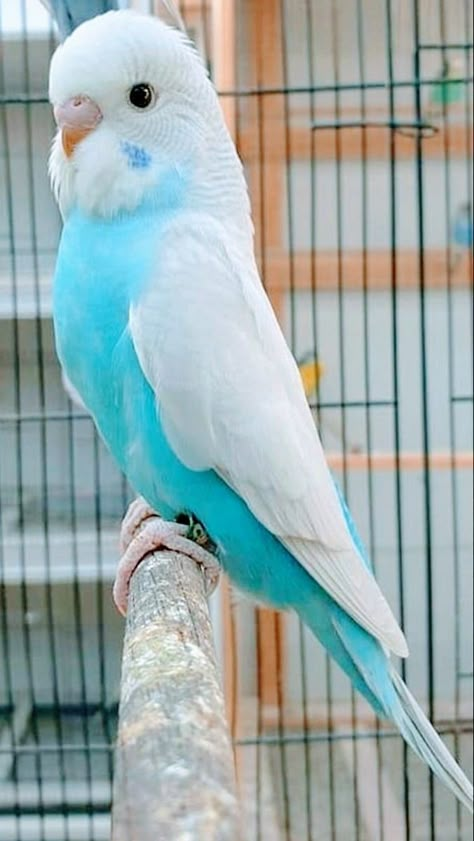 Fancy Parakeet, Love Birds Pet, Budgies Bird, Budgie Parakeet, Parakeets, Parrot Bird, Funny Birds, Bird Pictures, Pretty Birds