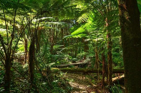 Ferns, Tree Ferns, Australia, Sydney, Rainforest Rainforest Facts For Kids, Rainforest Facts, Rainforest Garden, Journal Nature, Forest Sounds, Daintree Rainforest, Scale Map, Australia Vacation, Jungle Wallpaper