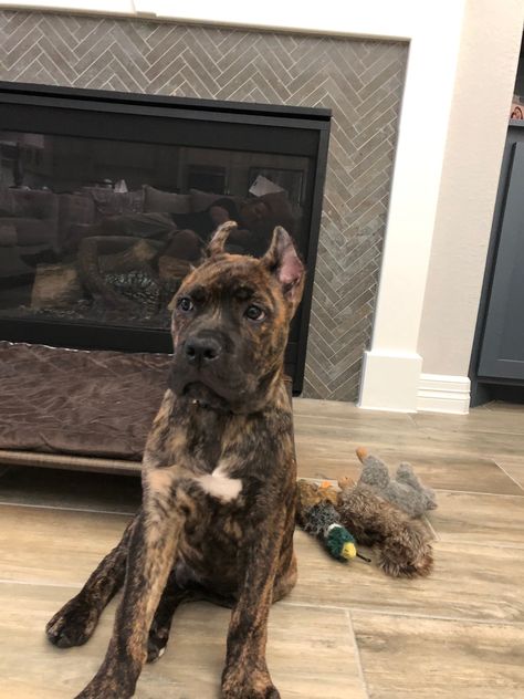 Brindle Cane Corso, Cane Corso Puppy, Cane Corso Puppies, Dog Mommy, Scary Dogs, Cute Animals Puppies, Dalmatian Dogs, Cute Little Puppies, Rottweiler Dog