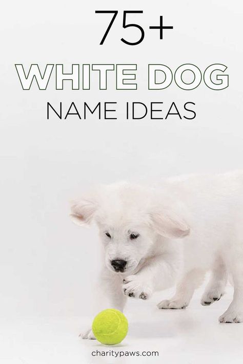 If Snow or Ghost do not sound appealing - this list of over 75 white dog names should help you find something more interesting for you new white dog. https://charitypaws.com/white-dog-names/ Dog Name List, Cool Dog Names Boys, Male Dog Names Unique, White Dog Names, Puppy Girl Names, Creative Dog Names, Puppy Names Unique, White Meaning