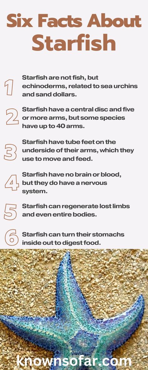 Starfish Marine Biology Facts, Marine Biology Aesthetic Notes Sea Turtles, Biology Astethic, Starfish Anatomy, Marine Biology Journal, Biology Journal, Zoology Career, Starfish Facts, Ocean Facts