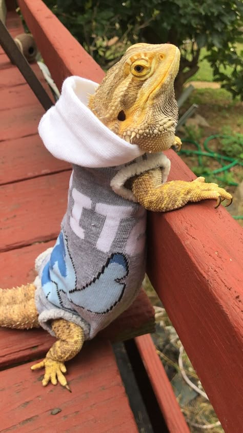 STITCH PRINTS #7 XLRG SLEEVELESS BODY HOODY HANDMADE SHIRT 4 BEARDED DRAGON  | eBay Bearded Dragon Outfits, Bearded Dragon Aesthetic, Bearded Dragon Tank Setup, Fancy Bearded Dragon, Bearded Dragon Clothes, Bearded Dragon Cute, Cute Lizard, Cute Reptiles, Handmade Shirts