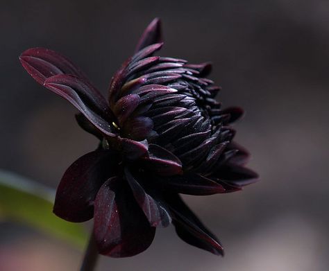 Dahlia Flower by Dahming, via Flickr Goth Garden, Gothic Garden, Black Dahlia, Midnight Garden, Black Garden, Dark Flowers, Dahlia Flower, Flower Border, Black Flowers