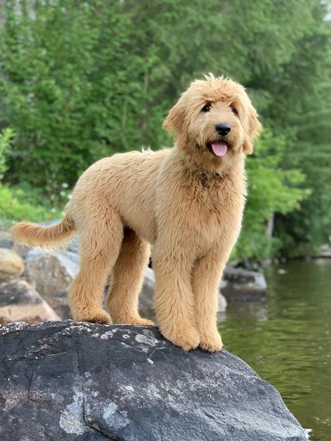 Groodle Full Grown, Golden Sheepadoodle, Golden Doodle Full Grown, Big Goldendoodle, Golden Doodle Haircut, Doodle Cuts, Medium Goldendoodle, Labradoodle Grooming, Golden Labradoodle