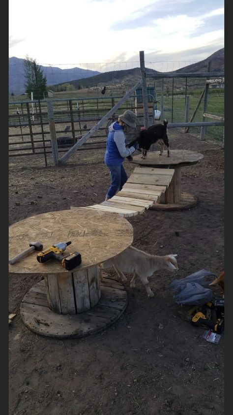 Goat Shelter Ideas Winter, Goat Toys Playground Diy, Goats Playground Ideas, Goat Pen Ideas Play Areas, Goat Enrichment Ideas, Goat Playground Ideas Diy, Goat Enclosure Ideas, Goat Paddock, Goat Enclosure