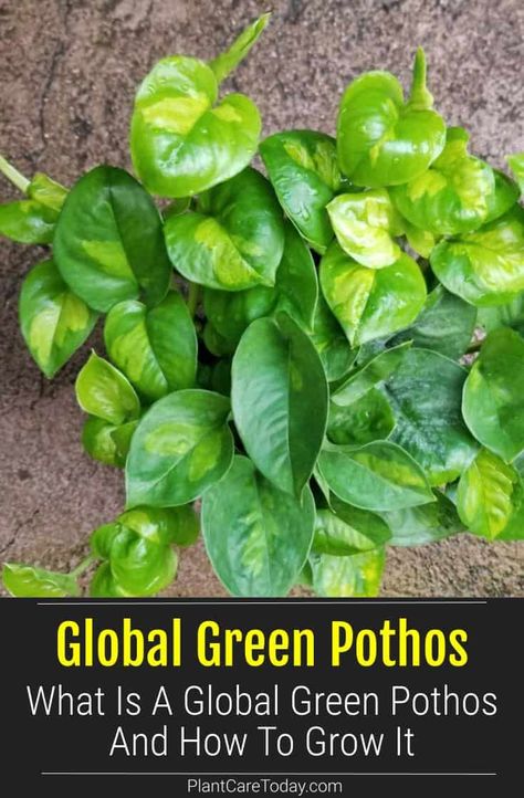 Global Green Pothos, Variegated Pothos, Pothos Varieties, Fast Growing Vines, Plants Care, Growing Vines, Plants For Hanging Baskets, Pothos Plant, Best Indoor Plants