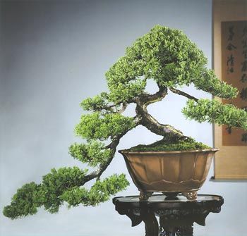 Juniper, full cascade Cascading Bonsai, Bonsai Nursery, Jade Bonsai, Garden Bonsai, Bonsai Tree Types, Dragon Garden, Indoor Bonsai Tree, Juniper Bonsai, Bonsai Styles