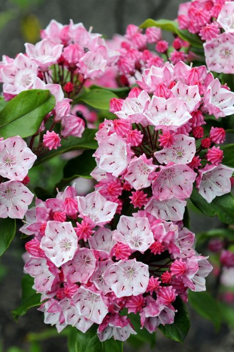 These tips on Mountain Laurel care are awesome! It's an evergreen bush with really pretty flowers that grows well in the shade. Learn all about how to grow Kalmia latifolia #fromhousetohome #MountainLaurel #shadegarden #plants #gardeningtips Kalmia Latifolia, Shade Loving Shrubs, Perennials Flowers, Garden Front Yard, Mountain Laurel, Aesthetic Flower, Flowers Aesthetic, Flowers Gardening, Front Yard Garden