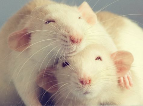 Mice Adorable Rats, Maddie Hatter, Dumbo Rat, Albino Animals, Rat Terrier, Cute Rats, Pet Rats, Animal Facts, Cute Mouse