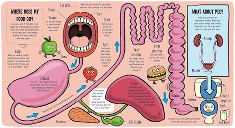 The digestive system, according to My Amazing Body by Ruth Martin and Allen Sanders Digestive System Project, Digestive System For Kids, Basic Biology, Body Preschool, Human Body Unit, Kids At Home, Amazing Body, Human Body Systems, The Body Book