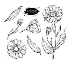 413 Calendula Officinalis Illustrations, Royalty-Free Vector Graphics & Clip Art - iStock Calendula Tattoo Design, Calendula Flower Drawing, Calendula Flower Tattoo, Calendula Tattoo, Calendula Officinalis, Flower Drawings, Flower And Leaves, Calendula Flower, Amazing Tattoos