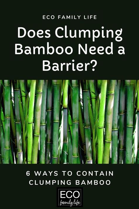 Clumping bamboo does need a barrier to prevent it from taking over. While it does stay more contained compared to running bamboo it can keep expanding in size. Running bamboo has runners that grow horizontally just like grass does. The runners or roots of clumping bamboo grow practically vertically. Because of this, clumping bamboo needs to be contained. Planting Bamboo, Bamboo Barrier, Bamboo Hedge, Bamboo Landscape, Bamboo Species, Clumping Bamboo, Growing Bamboo, Bamboo Roots, Florida Landscaping