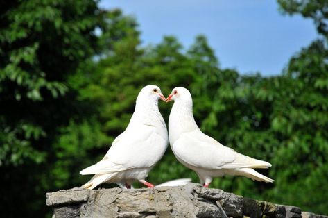 Lovebirds two white doves. Rustic wedding ideas with The Woodland Trust Disco Tree, Aphrodite Greek Goddess, Baby Pigeon, Dove Release, Traditional Wedding Favours, Pet Pigeon, Wild Birds Photography, Simple Wedding Favors, Pigeon Breeds