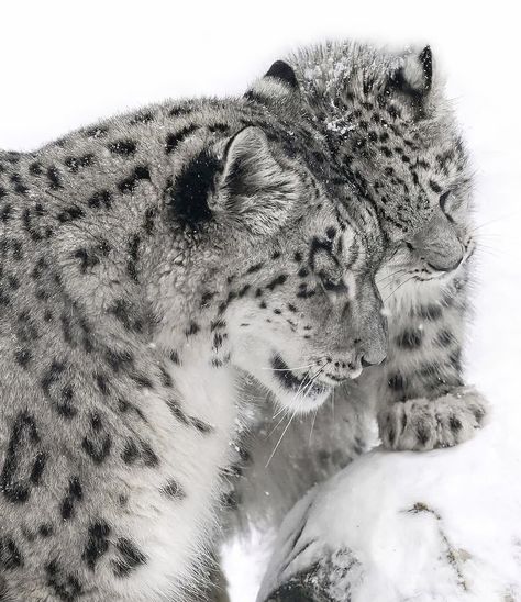 Snow Leopard Aesthetic, Leopard Aesthetic, Leopard Pictures, Wild Creatures, Pretty Animals, Wild Dogs, Silly Animals, Fluffy Animals, Cute Wild Animals