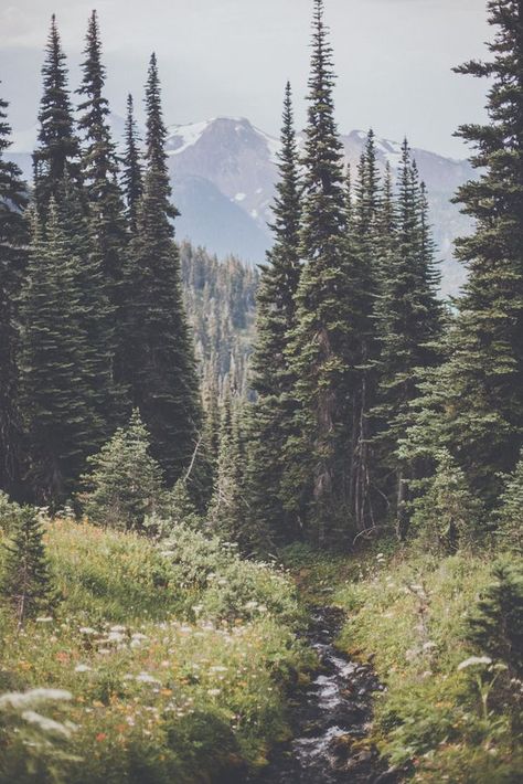 mountains and the trees Nature Photography Trees, Theme Nature, Tree Forest, Shooting Photo, Pretty Places, In The Mountains, Landscape Photos, In The Woods, Beautiful World