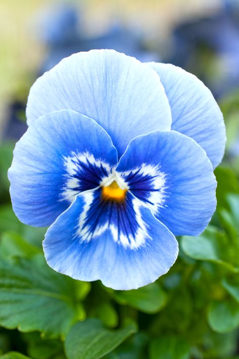 Blue Pansy Flower Reference Photo, Singular Flower, Blue Pansy Flower, Paper Pansies, Winter Pansies, Plant Tattoos, Plant Reference, Flower References, Flower Reference