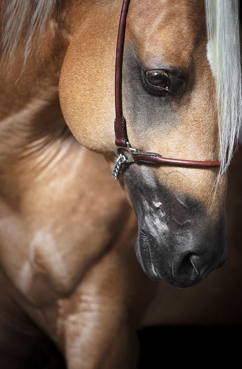 Raphael Macek Wild Horses Photography, Equestrian Photography, Horse Info, Horses Theme, Last Unicorn, Art Photography Portrait, The Last Unicorn, Contemporary Portrait, Horse Portrait