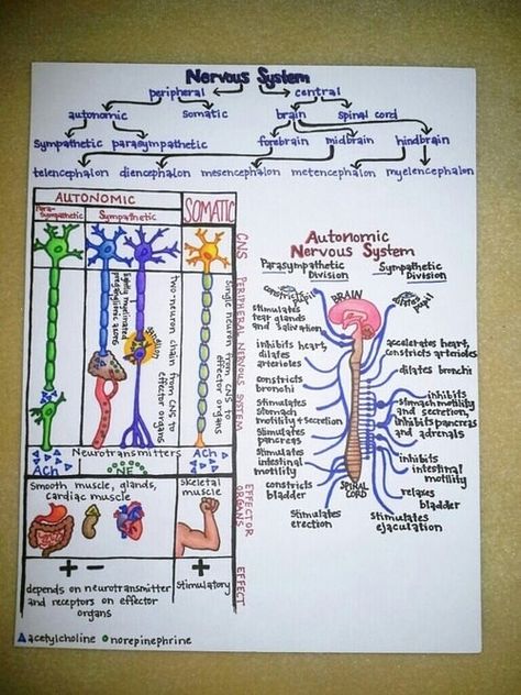 **Nervous System - colorful hand drawn explanation Nervous System Drawing, Sistem Saraf, Nursing School Studying, Nursing School Tips, Medical School Studying, Nursing School Notes, Human Anatomy And Physiology, Nursing Tips, The Nervous System