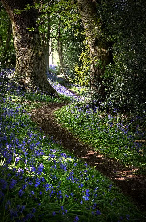 Bluebell 02 | Flickr - Photo Sharing! Path In The Woods, 숲 사진, Taman Air, Woodland Garden, Walk In The Woods, Green Gables, Garden Paths, Sunny Day, In The Woods