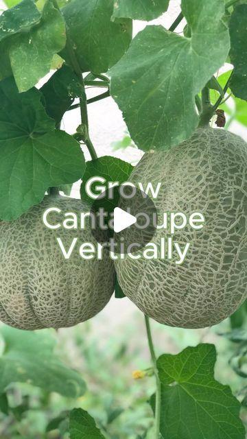 Planting Cantaloupe, Cantaloupe Seeds, Arizona Gardening, Vegetable Garden Tips, Vertical Farming, Garden Animals, Desert Garden, Growing Fruit, Plant Supports