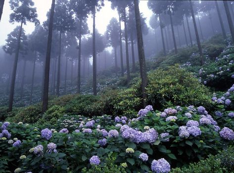 misty hydrangea | Pentax645n | m h | Flickr Hydrangea Garden, Beautiful Sites, Caribbean Cruise, Lavender Fields, Dark Forest, Nature Aesthetic, Pretty Places, Flower Field, Bolivia