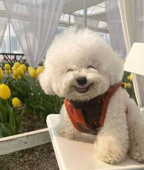 Bichon Frise, Flowers