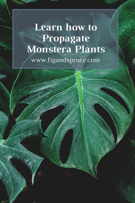 Learn how to propagate monstera plants! Monstera Plant Care, Monstera Plants, Cheese Plant, New Roots, Monstera Plant, Monstera Deliciosa, Propagating Plants, Plant Species, Plant Mom