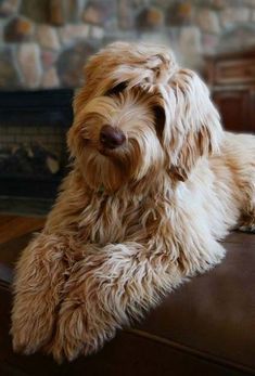 Beauceron Dog, Australian Labradoodle Puppies, Labradoodle Dogs, Australian Labradoodle, Labradoodle Puppy, Fluffy Puppies, Yorkshire Terrier Puppies, Doodle Dog, Airedale Terrier