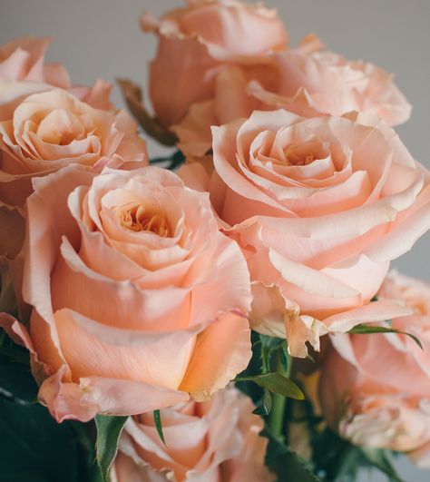 This is Shimmer. On of our beautiful new peach varieties with huses of peach and soft pink. Beautiful Flower Bouquets, Peach Colored Roses, Shimmer Rose, Peach Walls, Peach Aesthetic, Rose Varieties, Rose Peach, Shades Of Peach, Peach Fuzz