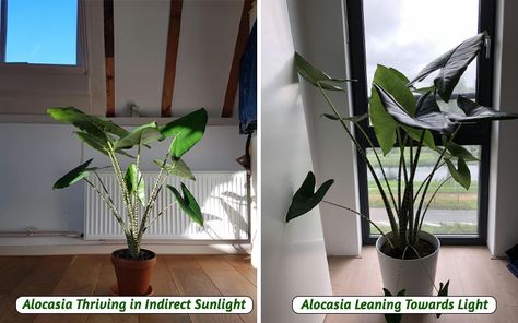 Zebra Plant Care, Alocasia Zebrina, Rainforest Plants, Alocasia Plant, Zebra Plant, Apartment Plants, Spider Mites, Leaf Images, Bright Rooms