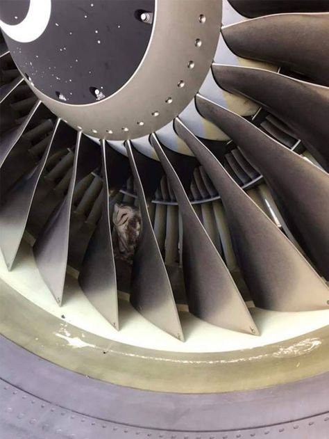 Aeroplane Engine, Owl Flight, Plane Engine, In The Plane, Aviation Engineering, Virgin Australia, Bird Strike, Melbourne Airport, Aviation Humor