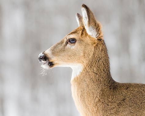 whitetail in profile Bucks Tattoo, Deer Profile, Buck Antlers, Buck Hunting, Big Deer, Deer Pictures, Whitetail Bucks, Rare Animals, Pet Rats