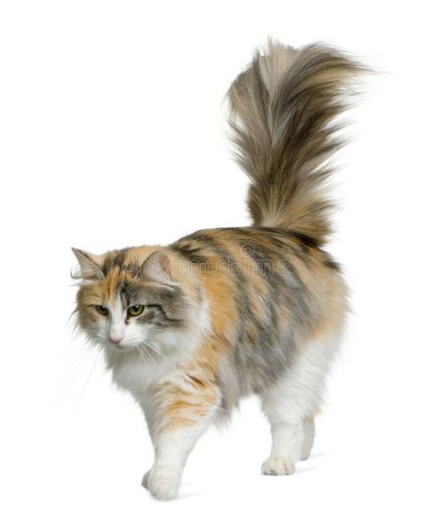 Norwegian Forest Cat, 3 years old. Standing in front of white background #Sponsored , #SPONSORED, #Sponsored, #Cat, #white, #background, #Forest Norwegian Cat, Swimming Cats, Turkish Van Cats, Calico Kittens, Siberian Cats, Fluffy Cats, Cat Walking, Calico Cats, F2 Savannah Cat